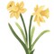 Large Daffodil Wall Stencil | 3040B by Designer Stencils | Floral Stencils | Reusable Art Craft Stencils for Painting on Walls, Canvas, Wood | Reusable Plastic Paint Stencil for Home Makeover | Easy to Use & Clean Art Stencil